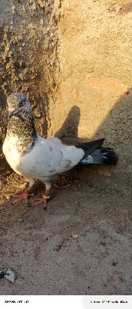 थंबनेल 2