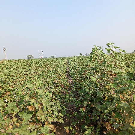 jamin vesva ni  se.  6. vigha