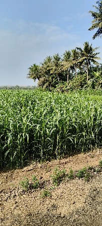 જુવાર ની સાર લીલી