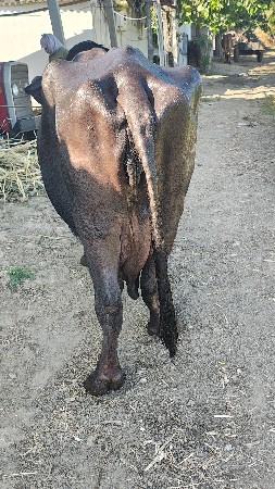 જાફરાબાદી