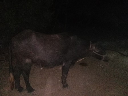 थंबनेल 3