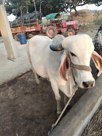 थंबनेल 2