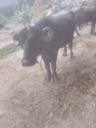 થંબનેલ 2