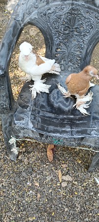 કબૂતર વેચવાના છે પાટા