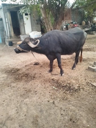 थंबनेल 2