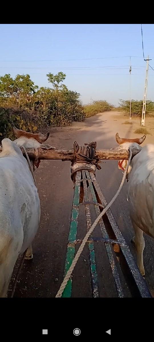આ બને ગોધલા ની જોડ વેચવાની છે