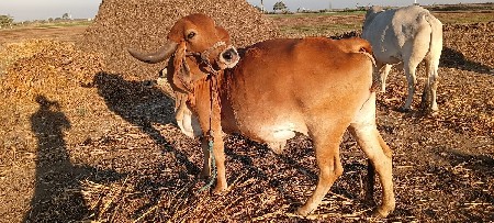 gir pachar gay vechvani che