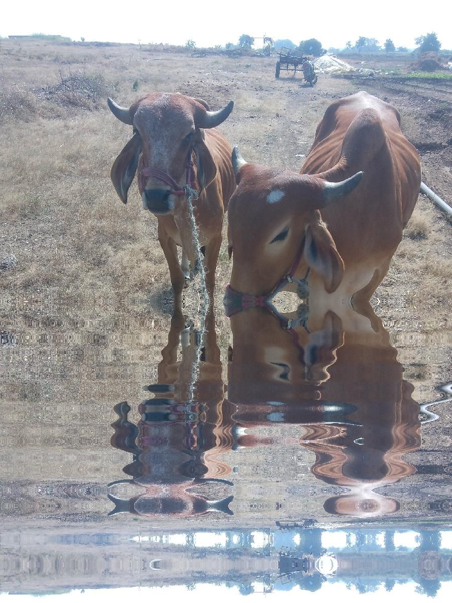 થંબનેલ 2