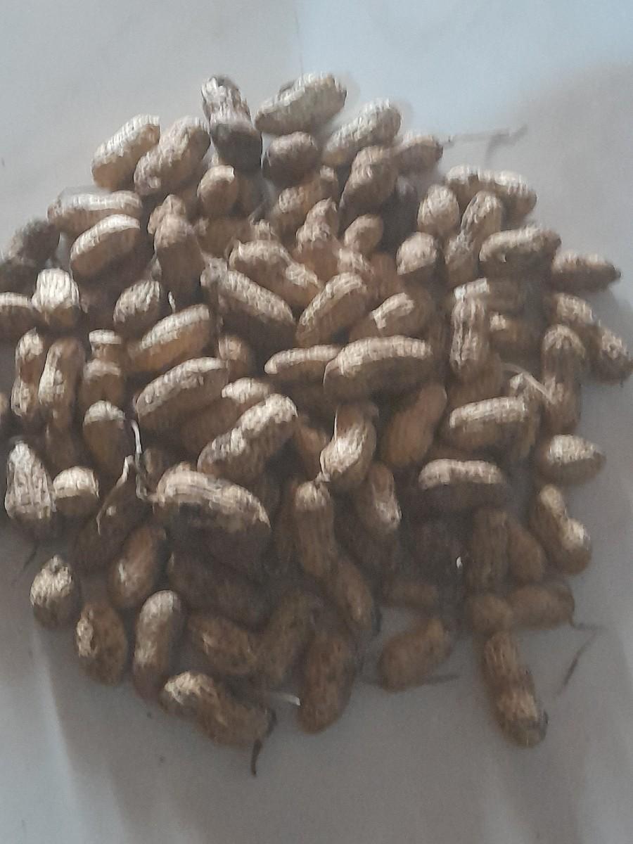 જીવીસ.માડવી.વેસવાની.છે