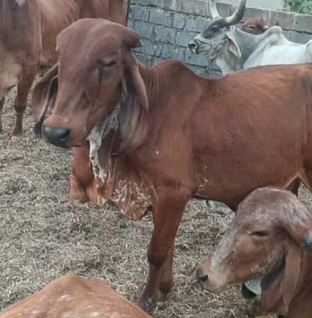 थंबनेल 3