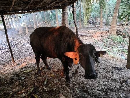 બે ભેંસ વેચવાની છે 9510082281