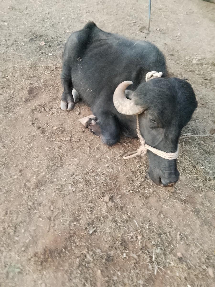 ખડેલું 6 દાતે