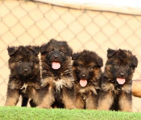 બધી જાતિ ના ગલૂડિયાં મળી જશે