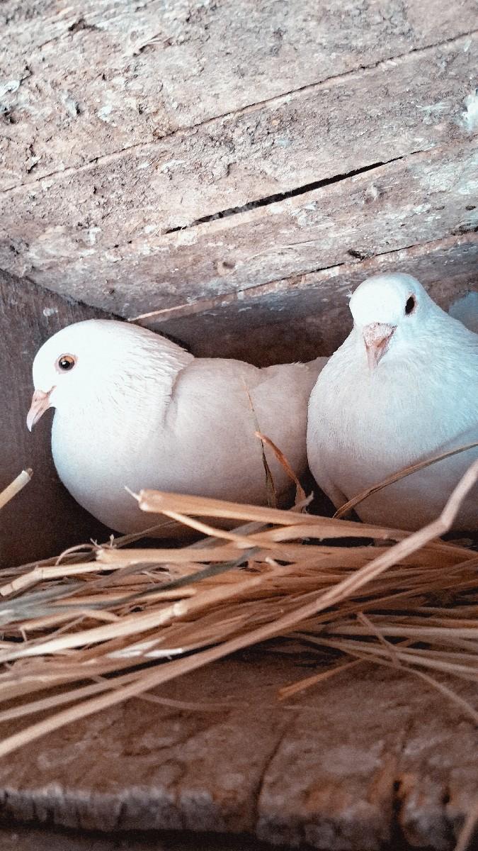 थंबनेल 2