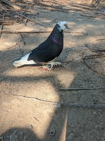 थंबनेल 2