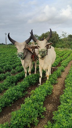 ગોઢલા વેચવાના છે