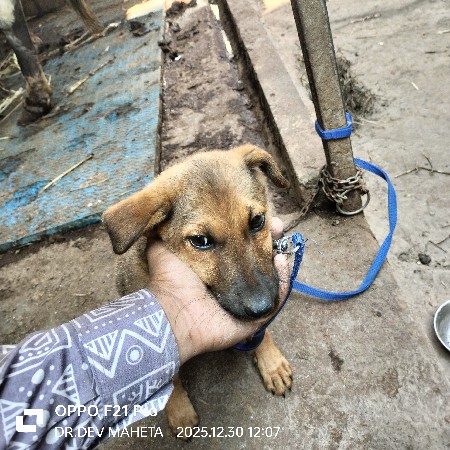 ગલુડિયું વેચવાનું છે