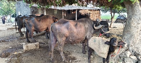 थंबनेल 3