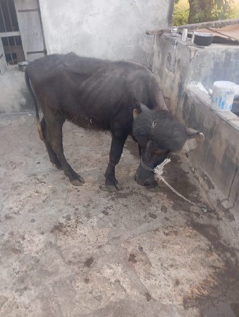 थंबनेल 2