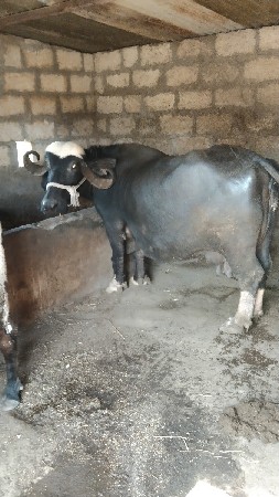 થંબનેલ 1