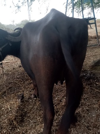 ખડેલી છે