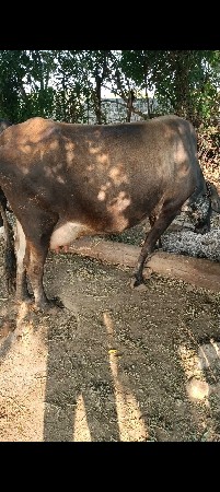 વેચવાની છે