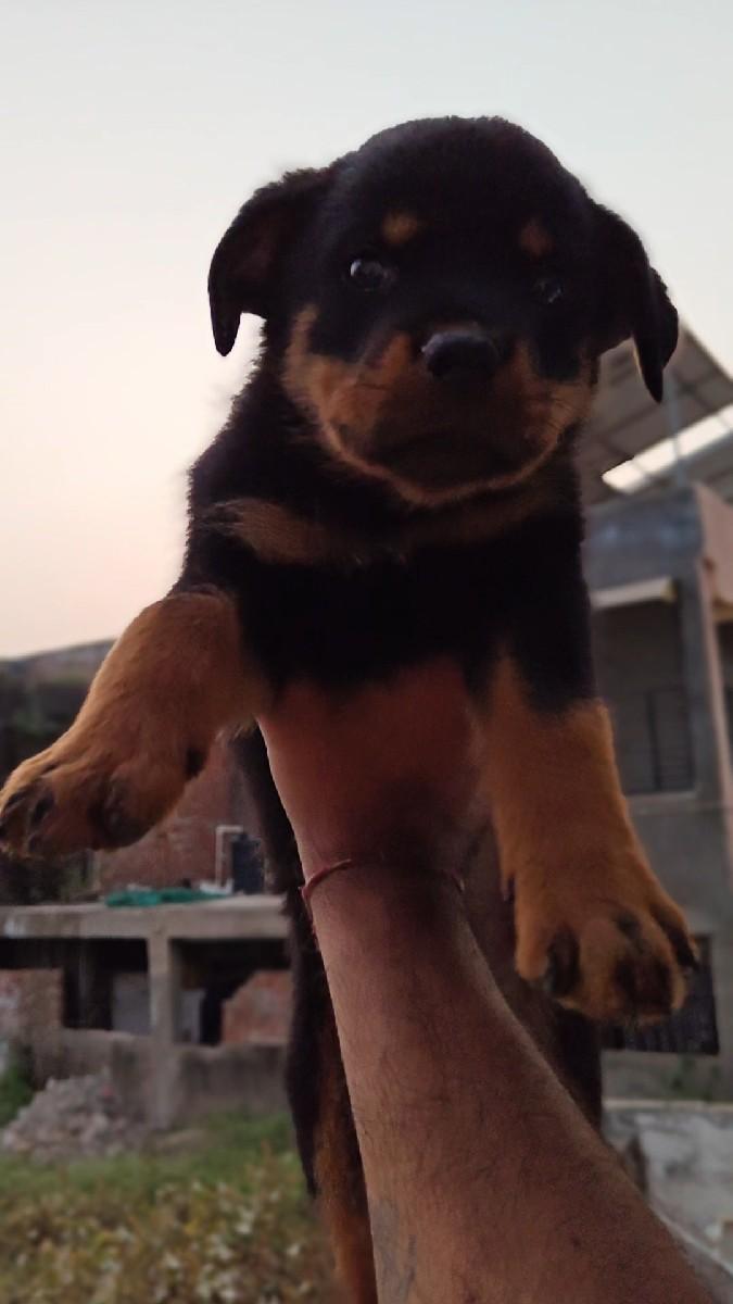 થંબનેલ 2