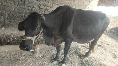 थंबनेल 3