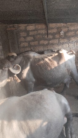 थंबनेल 3