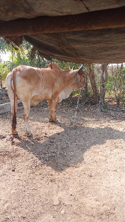 थंबनेल 3