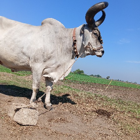 थंबनेल 2