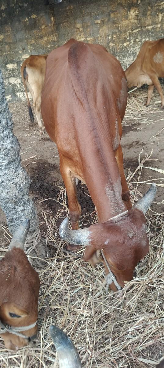 थंबनेल 2