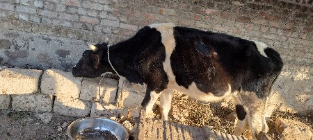 ઓડકી વેસવાની સે