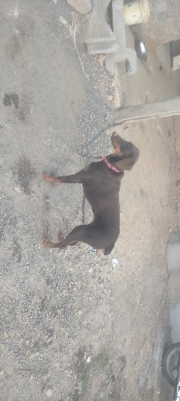 વેશવા ની છે