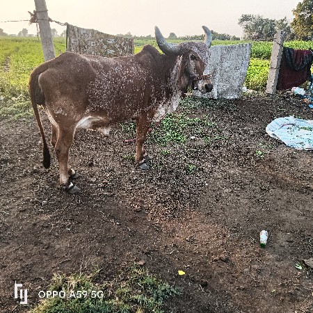 હોડકી વેચવાની છે વેતર 2