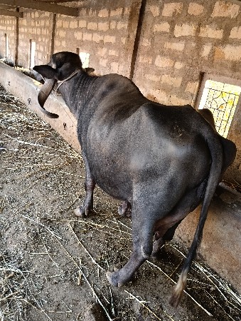 થંબનેલ 2