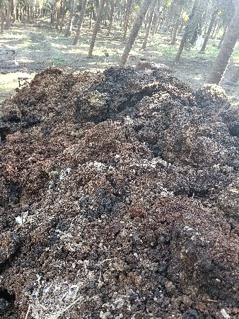 murgha nu khatar cark