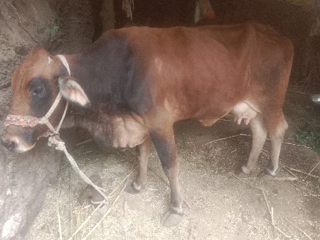 थंबनेल 3