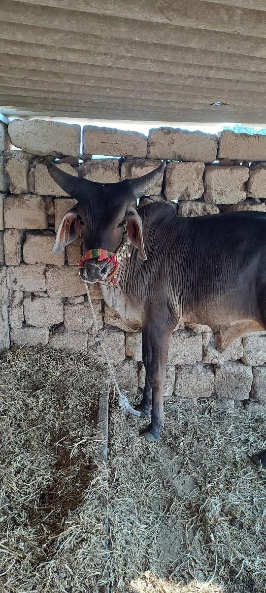 थंबनेल 2