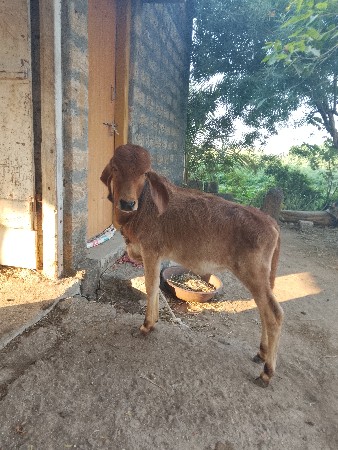 थंबनेल 2