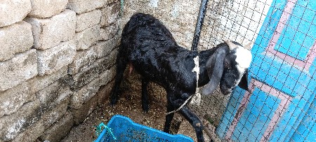 થંબનેલ 3