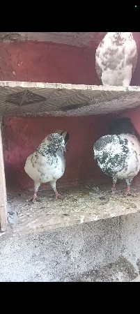 થંબનેલ 3