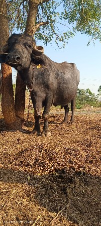 થંબનેલ 1