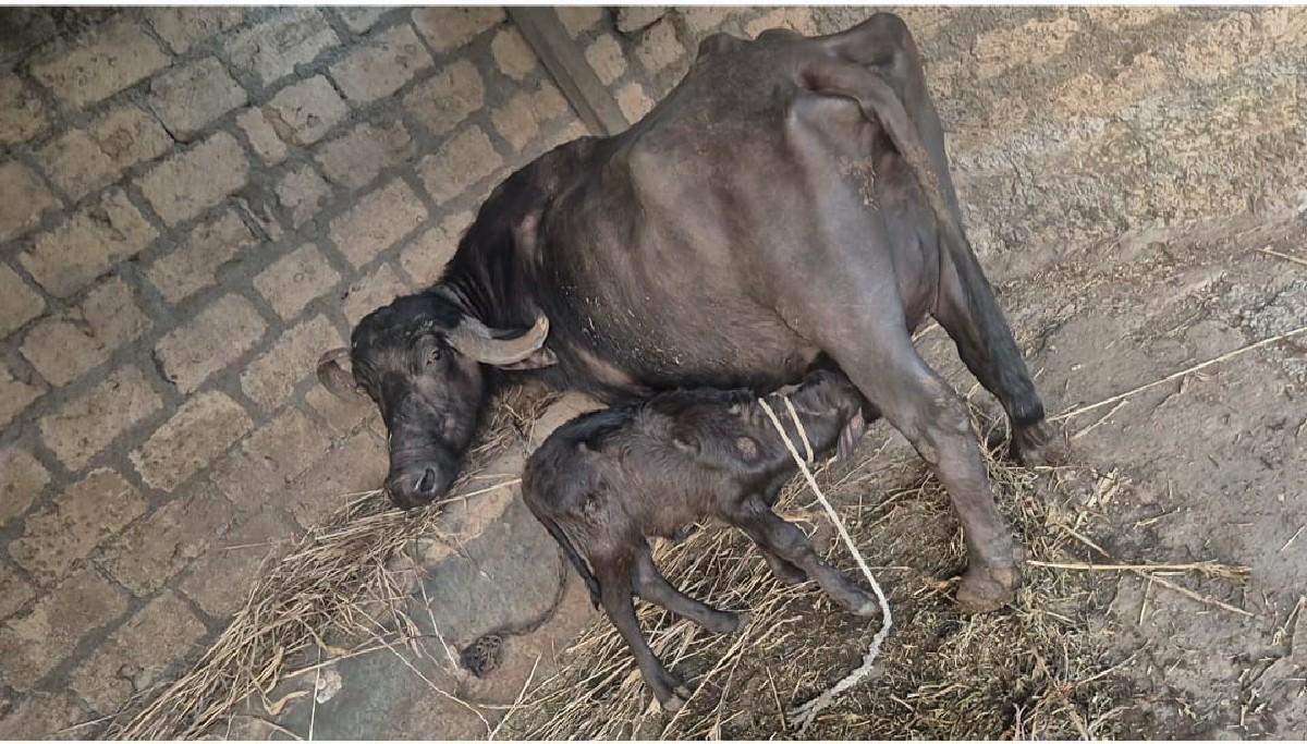 थंबनेल 1