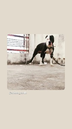 pitbull mel puppy levanu se