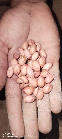 જી20 માંડવી વેચવા ની છે.