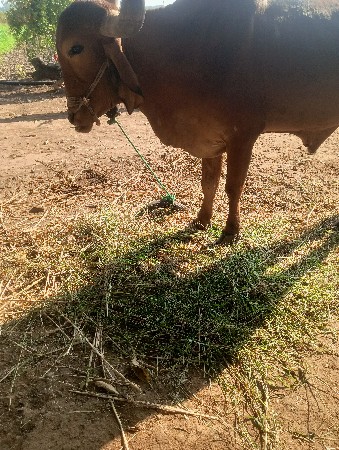 4 dhar no bardh 1 vesh vano se