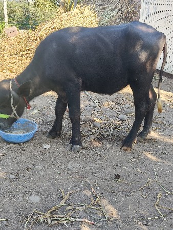 થંબનેલ 3