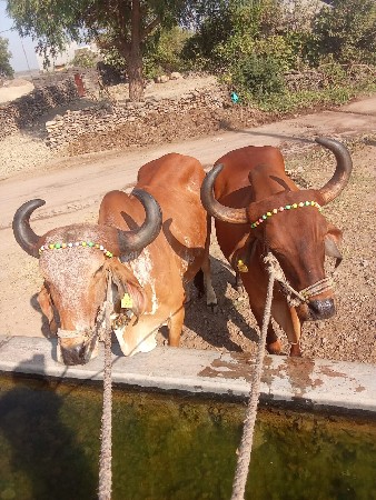 થંબનેલ 3