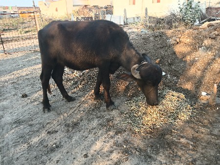 થંબનેલ 2